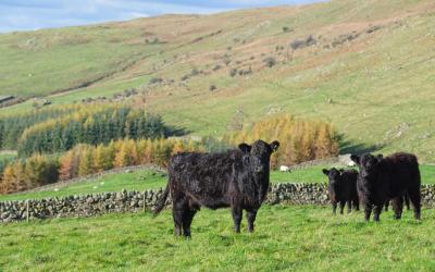 Galloway Cattle in the environment