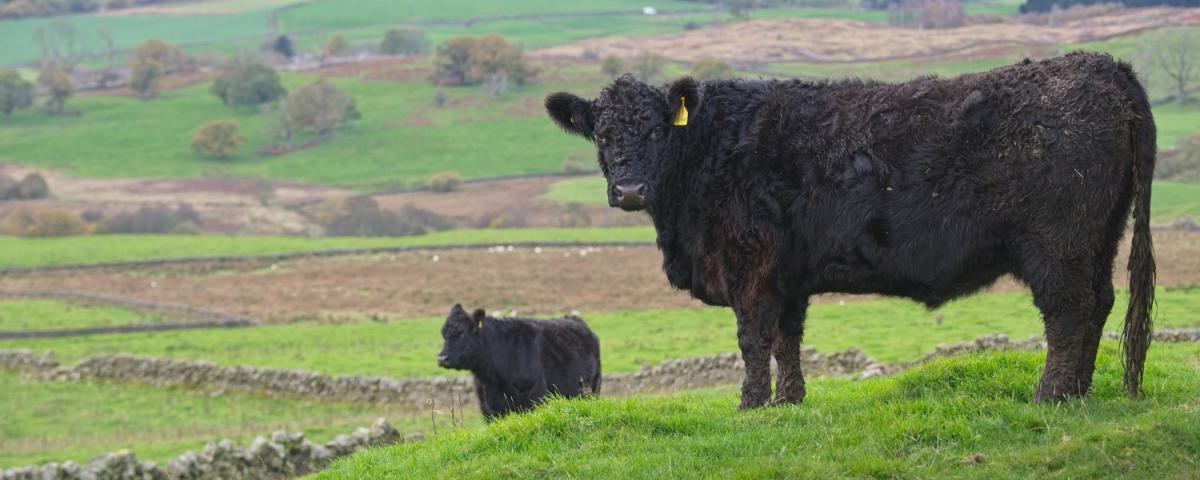 Galloway beef cattle