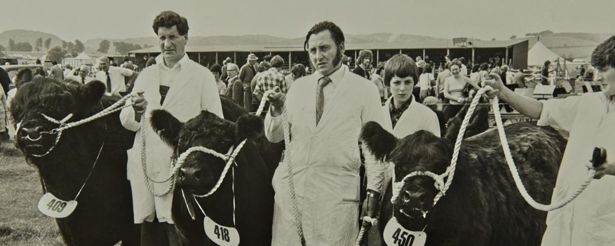 Archive image Galloway Beef cattle farmers at show
