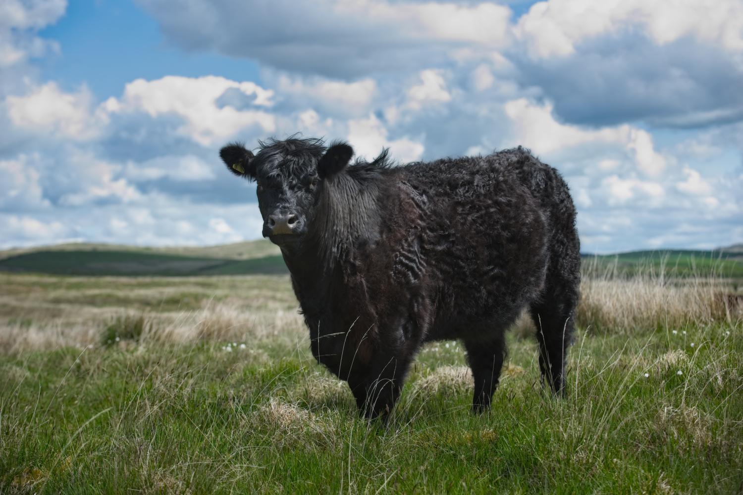 Galloway Cattle