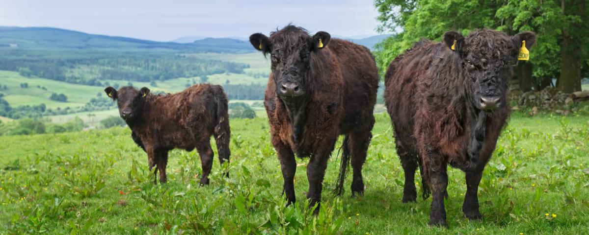 Galloway Cattle conservation grazing